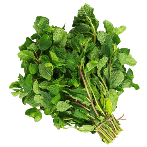 Fresh Mint Bunch 1pc